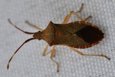 <i>Gonocerus acuteangulatus</i>