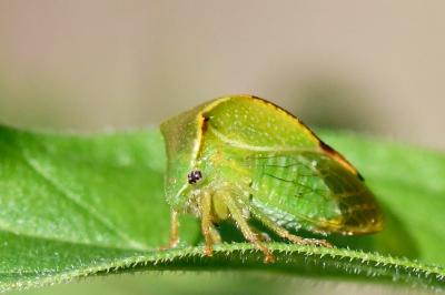 <i>Stictocephala alta</i>