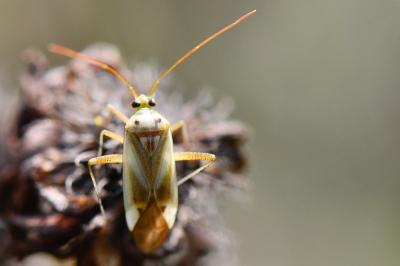 <i>Adelphocoris lineolatus</i>