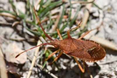 <i>Gonocerus acuteangulatus</i>
