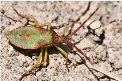 <i>Gonocerus acuteangulatus</i>