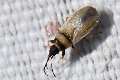 <i>Oxycarenus pallens</i>