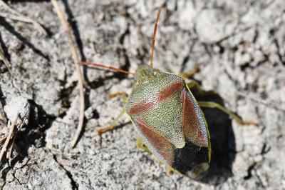 <i>Piezodorus lituratus</i>