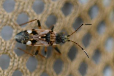 <i>Beosus maritimus</i>