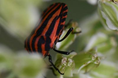 <i>Graphosoma italicum</i>