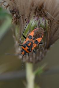 <i>Corizus hyoscyami</i>
