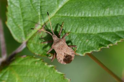 <i>Coreus marginatus</i>