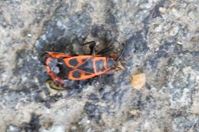 <i>Pyrrhocoris apterus</i>