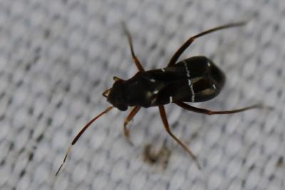 <i>Pilophorus</i>