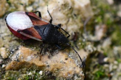 Oxycarenus lavaterae