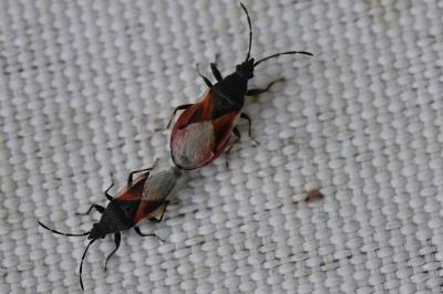 <i>Oxycarenus lavaterae</i>