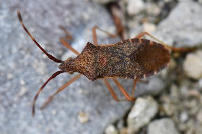 <i>Gonocerus acuteangulatus</i>