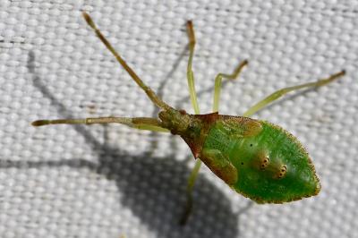 <i>Gonocerus acuteangulatus</i>