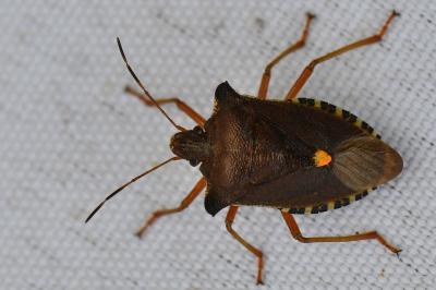 <i>Pentatoma rufipes</i>