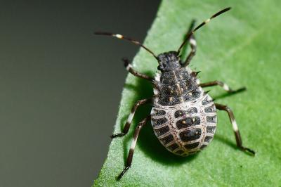 <i>Halyomorpha halys</i>