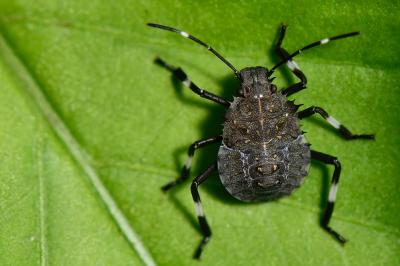 <i>Halyomorpha halys</i>