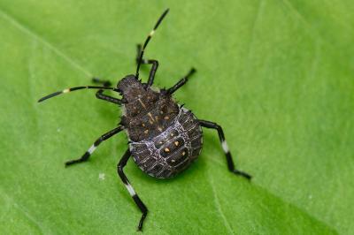 <i>Halyomorpha halys</i>