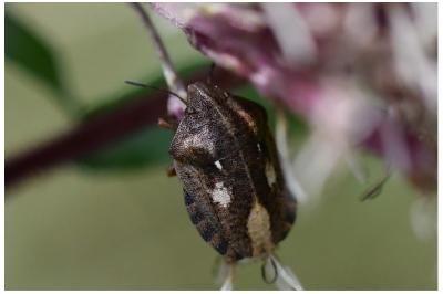 <i>Eurygaster testudinaria</i>