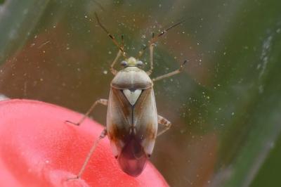 <i>Lygus pratensis</i>