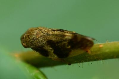 <i>Aphrophora alni</i>