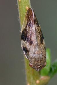 <i>Aphrophora alni</i>