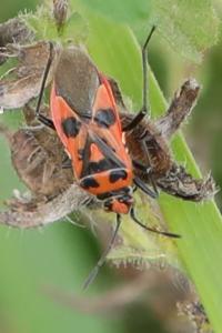 <i>Corizus hyoscyami</i>