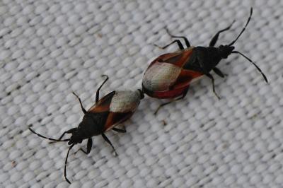 <i>Oxycarenus lavaterae</i>