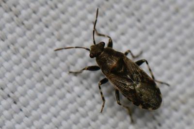 <i>Heterogaster urticae</i>