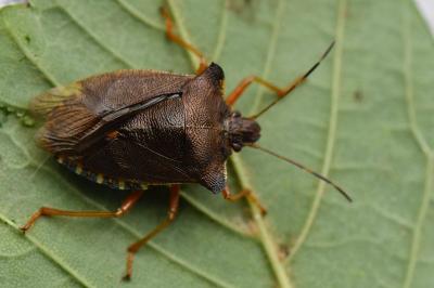 <i>Pentatoma rufipes</i>