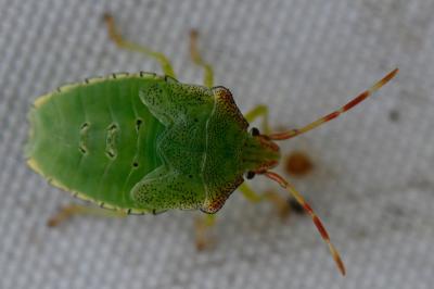 Acanthosoma haemorrhoidale