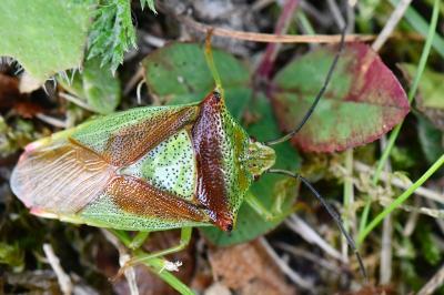 <i>Acanthosoma haemorrhoidale</i>