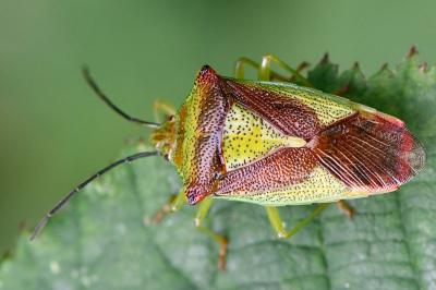 <i>Acanthosoma haemorrhoidale</i>