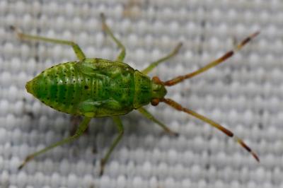 <i>Pantilius tunicatus</i>