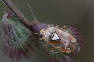 <i>Lygus pratensis</i>