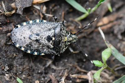 <i>Rhaphigaster nebulosa</i>