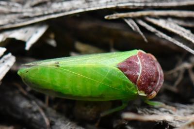 Iassus scutellaris