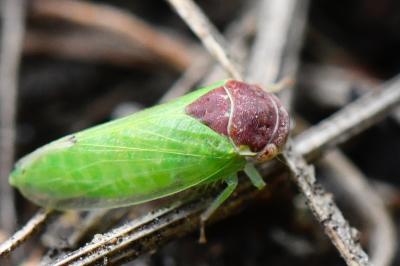 <i>Iassus scutellaris</i>