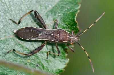 <i>Camptopus lateralis</i>
