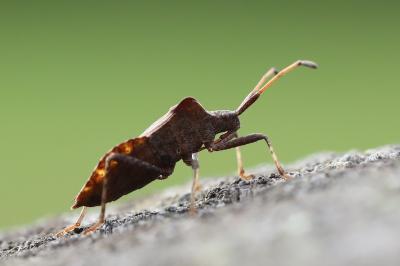 <i>Coreus marginatus</i>