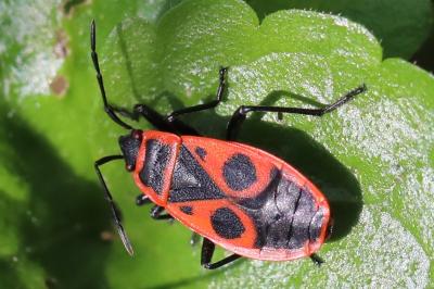 <i>Pyrrhocoris apterus</i>