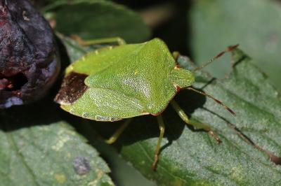 <i>Palomena prasina</i>