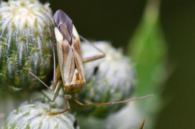 <i>Adelphocoris lineolatus</i>