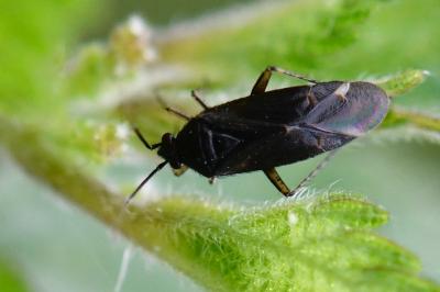 <i>Plagiognathus arbustorum</i>
