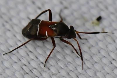 <i>Pilophorus cinnamopterus</i>