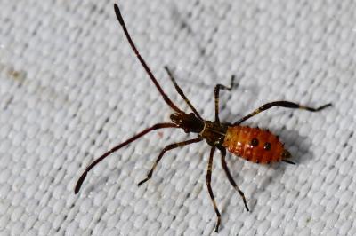 <i>Leptoglossus occidentalis</i>