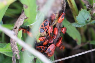 <i>Pyrrhocoris apterus</i>
