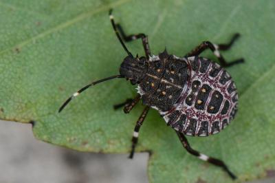 <i>Halyomorpha halys</i>