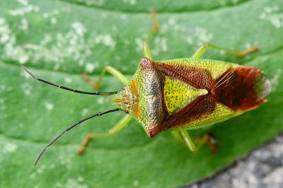 <i>Acanthosoma haemorrhoidale</i>