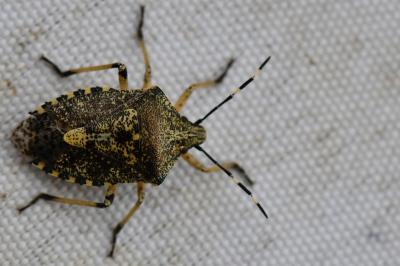 <i>Rhaphigaster nebulosa</i>