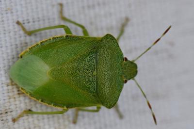 <i>Palomena prasina</i>